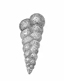 Heterohelix 、底生有孔虫の絶滅した属