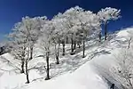 ブナ林の霧氷