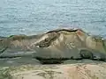 仙女遺履