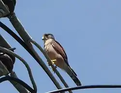 セーシェルチョウゲンボウ