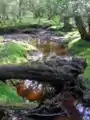 ダンセス・アーチ付近の上流域