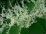 雄花