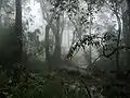 登山道中腹(海抜約1900m付近)