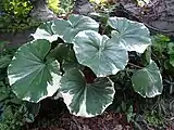 斑入りの変種F. japonicum 'Argenteum'
