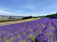日本(富良野地方)