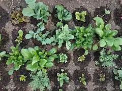 さまざまな冬野菜が一緒に栽培されている。