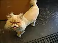 ペルシャ猫 1