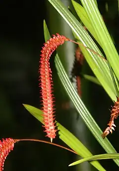 ウエンゼリー赤い花をつける例