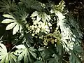 葉と雌蘂