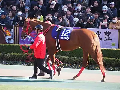 12 ノボバカラ