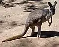 メス