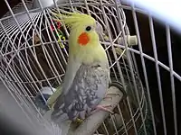 パイド・パールのメス