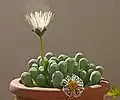 葉先が透明なLeaf window(英語版)を持つフェネストラリア(英語版)。このような植物は、窓植物(レンズ植物)と呼ばれる。