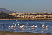 Stagno di Molentargius