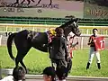 青葉賞 口取り式