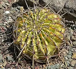 玉サボテン (Ferocactus echidne)