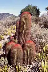 背の低い柱サボテン(Ferocactus pilosus)