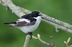 Ficedula semitorquata