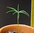 トウヒ属の発芽