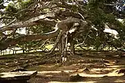 ペラデニア公園にある成長したベンジャミン