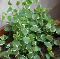 観葉植物としての「プミラ」