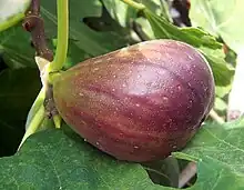 成熟した果実