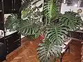 鉢植えで部屋に飾られた状態