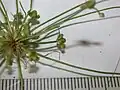 花序の拡大像