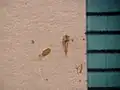 果実と鱗片