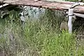 生育地の様子