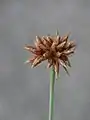 一つを拡大