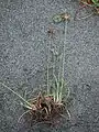 植物体の全体