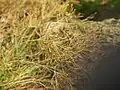 花序の拡大像