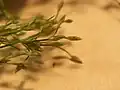 若い小穂