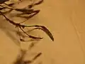 古くなった小穂