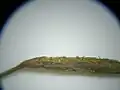小穂の拡大像