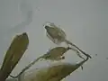 若い痩果と鱗片