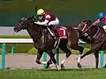 ファインニードル（2013年産）
