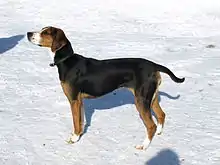 フィニッシュ・ハウンド