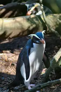 キマユペンギン