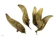 Firmiana simplex - Museum specimen