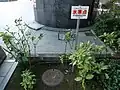 マンホールの蓋によって保護された一等水準点の例(山梨県甲府市)