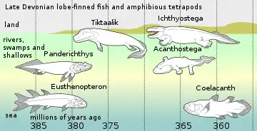 デボン紀後期にエウステノプテロン(海洋性肉鰭類)の子孫たちが陸に上った