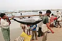 マグロを運ぶヴィシャーカパトナム漁師