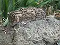 サンディエゴ動物園にて撮影。耳の裏に、虎耳状斑がある。