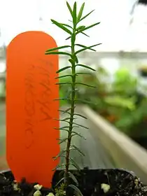 パタゴニアヒバの実生の様子