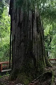 樹齢2600年のパタゴニアヒバの幹。