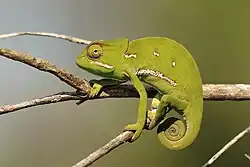 ディレピスカメレオン