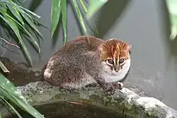マレーヤマネコ