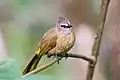 カオジロヒヨドリ(英語版)(Pycnonotus flavescens)